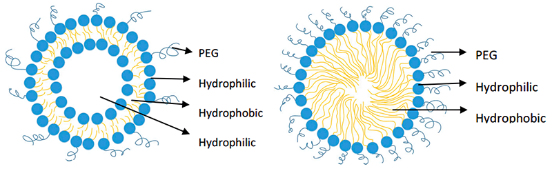 Fig.1 PEGylated Liposome (left) and PEGylated Phospholipid Micelle (right). (Muralidharan, Priya, et al, 2014)