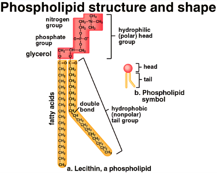 Phospholipid Structure Diagram
