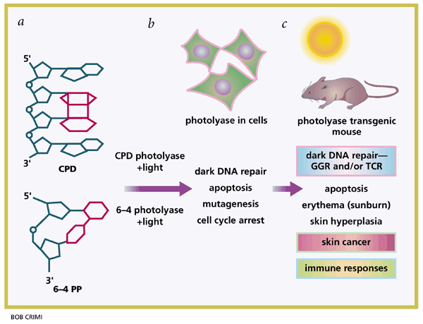 creative biolabs