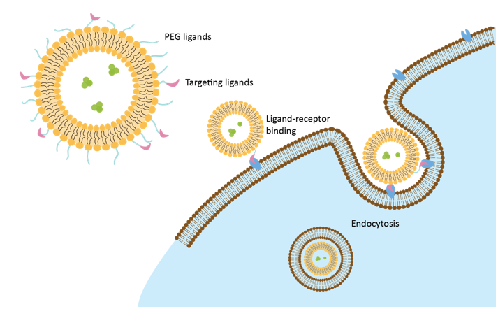 Structure and endocytosis of targeted liposomes - Creative Biolabs