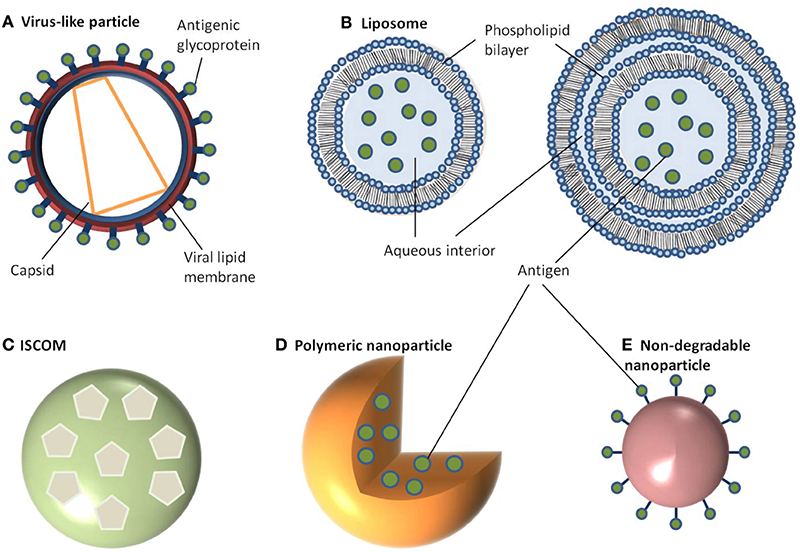Fig.1 Schematic representation of different nanoparticle delivery systems. (Gregory, Anthony E., Richard Titball, and Diane Williamson, 2013)