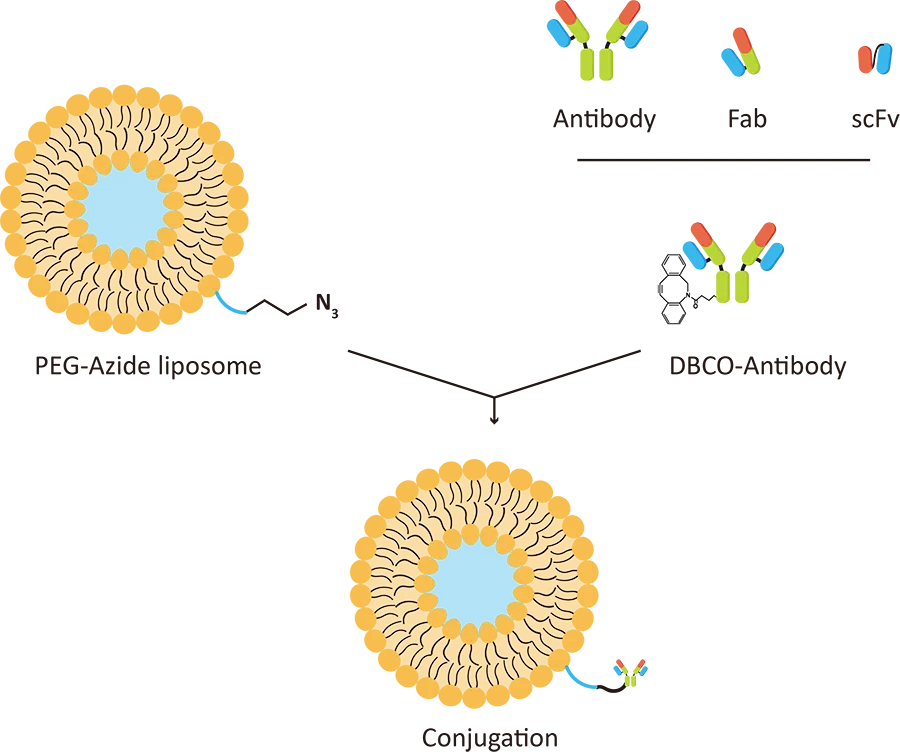 Fig. 7 Antibody-Coupled Liposome (Creative Biolabs Original)