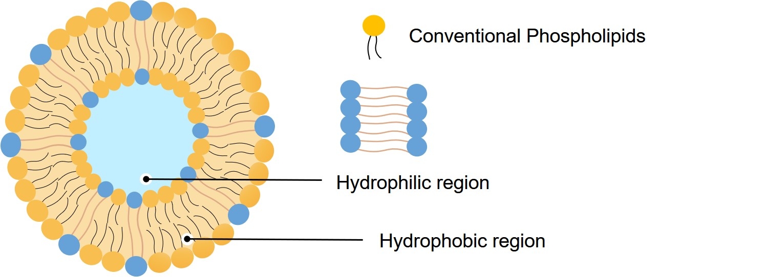Fig.1 Structure of archaeosomes. (Creative Biolabs Original)