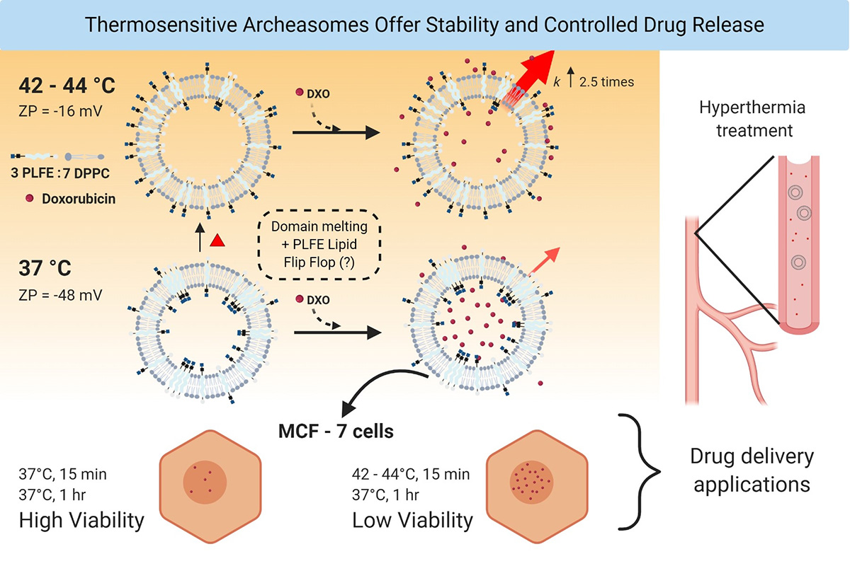 Fig.2 Thermosensitive archeasomes offer stability and controlled drug release. (Ayesa, Umme, and Parkson Lee-Gau Chong, 2020)
