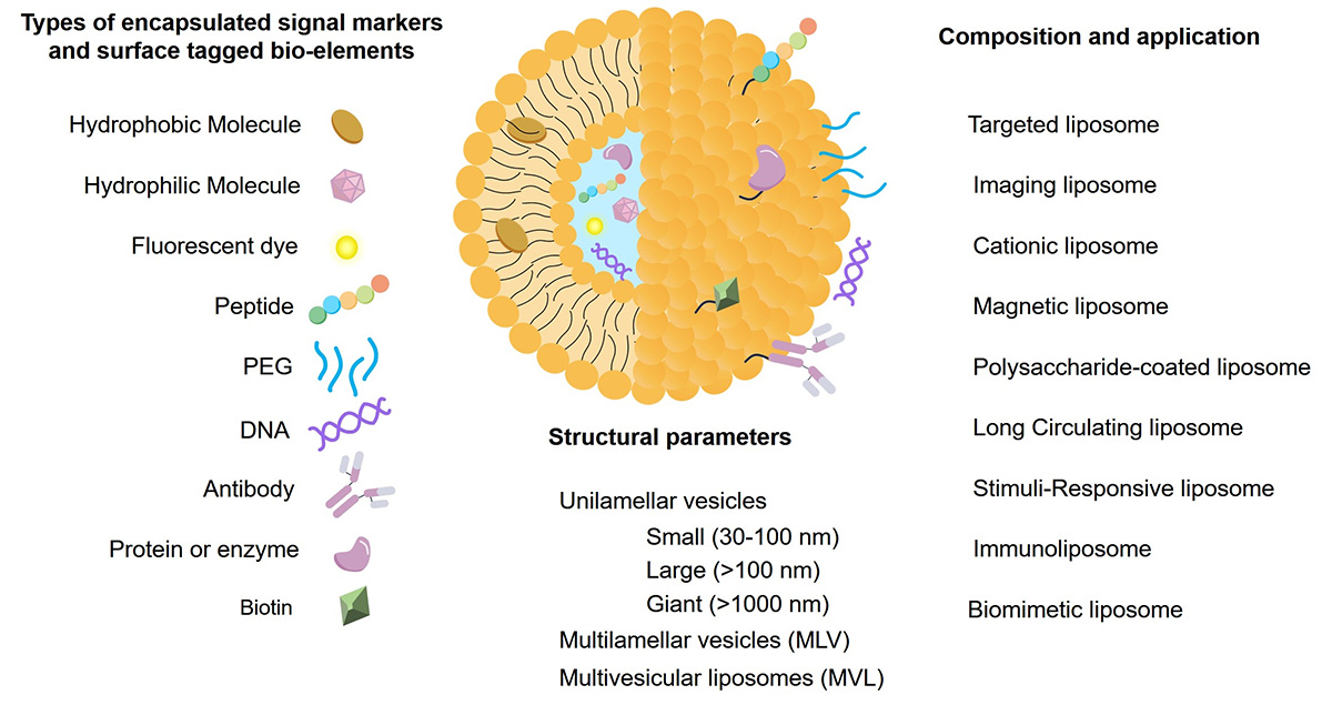 Fig.1 Basic knowledge of liposomes. (Creative Biolabs Original)