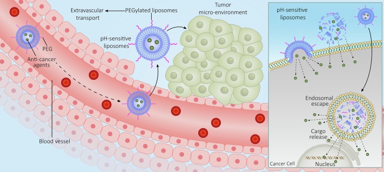 Fig.1 The pH-sensitive liposomes in cancer drug delivery. (Ashrafizadeh, Milad, et al., 2022)