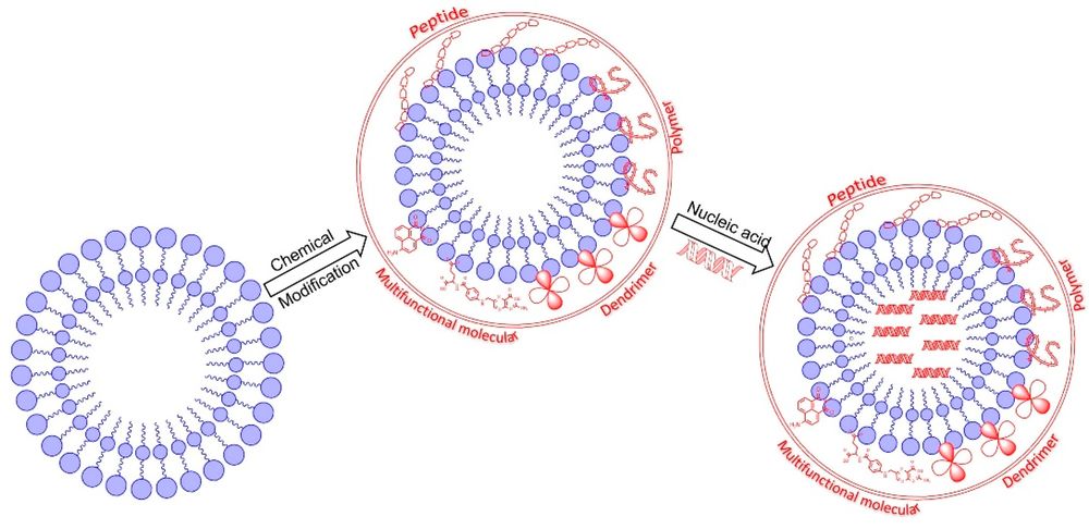 The structure of LNPs modified with different chemical molecules. (Creative Biolabs Authorized)