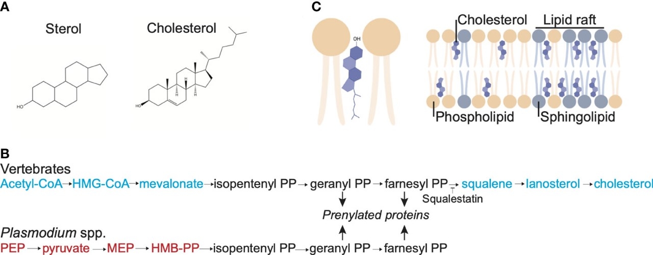 Fig.1 Cholesterol structure, membrane localization and synthesis pathway. (Maier, Alexander G., and Christiaan van Ooij, 2022)