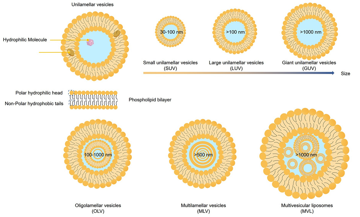 Fig.1 Schematic representation of different sizes and lamellar structures of liposomes. (Creative Biolabs Original)