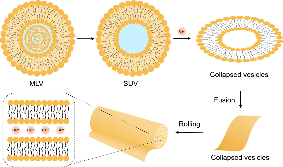 Fig.1 Schematic representation of the structures of cochleates. (Creative Biolabs Original)