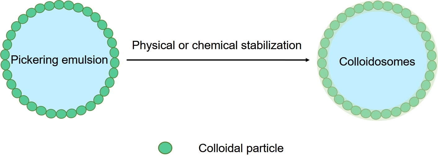 Fig.1 Structure of colloidosomes. (Creative Biolabs Original)