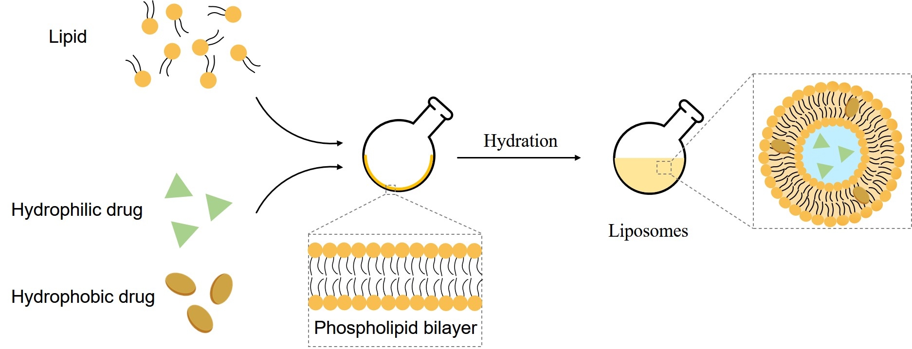 Fig.1 Flowchart illustrating liposome formation and encapsulation of drug molecules. (Creative Biolabs Original)