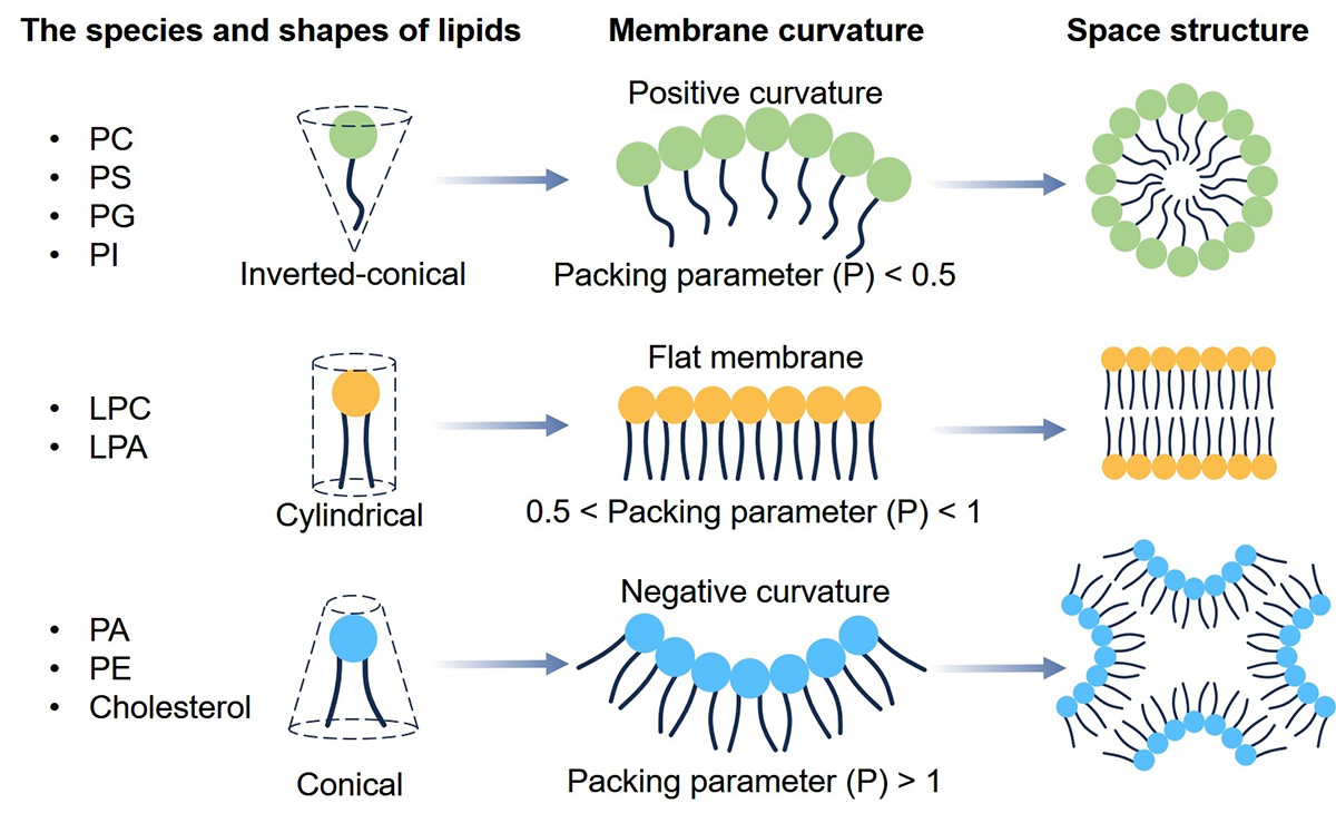 Fig.2 Space structures of different phospholipids. (Creative Biolabs Original)