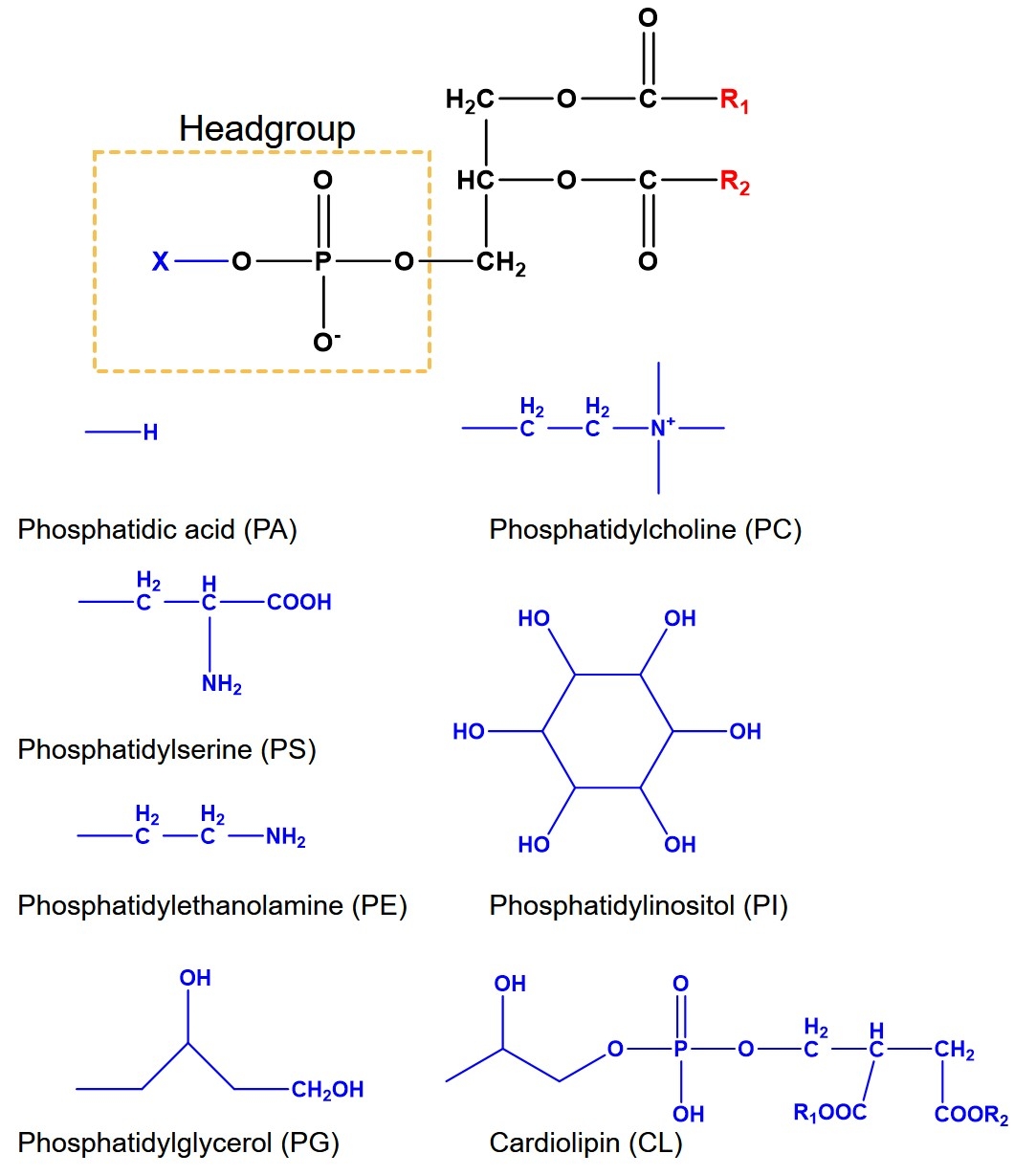 Fig.3 Structures of some phospholipids used in liposome preparation. (Creative Biolabs Original)
