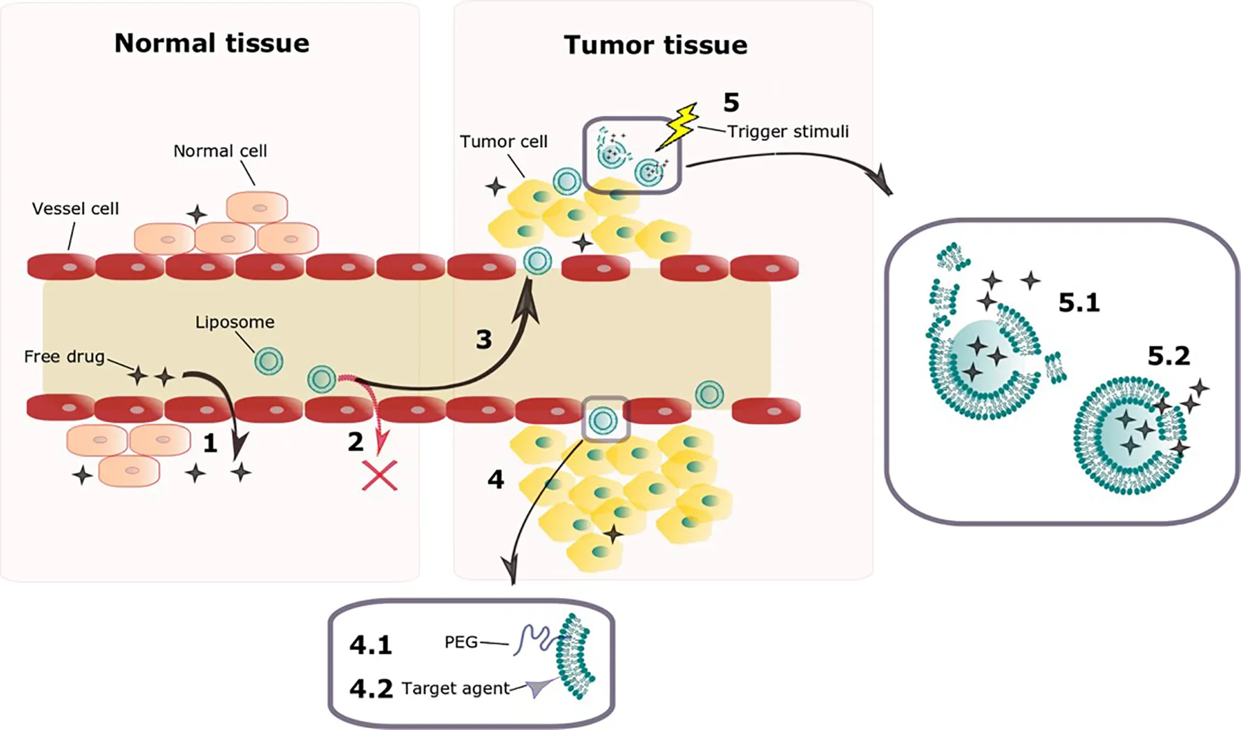 Schematic illustration of liposome-based drug delivery and stimuli-responsive release design