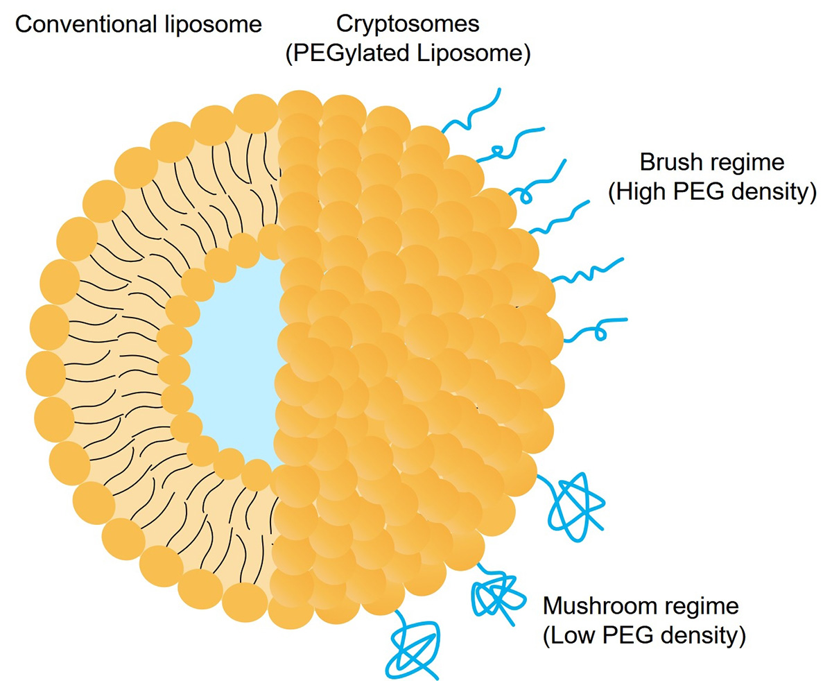 Fig.1 Structure of cryptosomes (PEGylated liposome). (Creative Biolabs Original)
