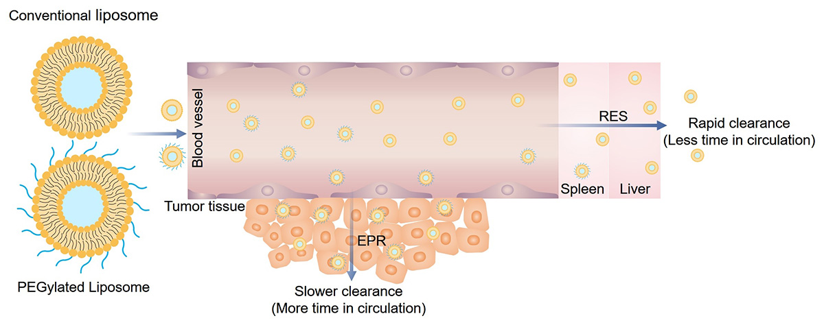 Fig.2 Drug delivery in vivo with PEGylated and conventional liposomes. (Creative Biolabs Original)