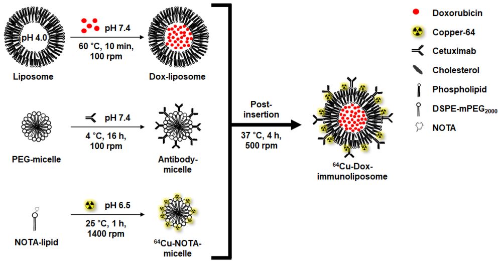 Image of 64Cu-immunoliposomes encapsulating doxorubicin. (Creative Biolabs Authorized)