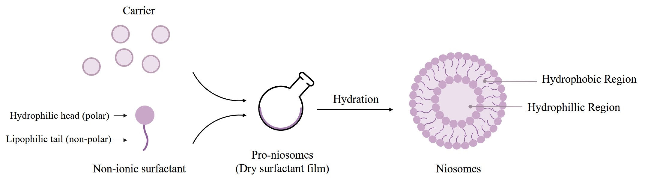 Fig.1 Niosomes formation from provesicular forms by hydration. (Creative Biolabs Original)
