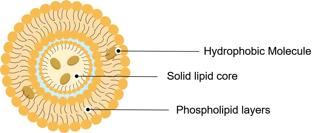 Fig.1 Structure of emulsomes. (Creative Biolabs Original)