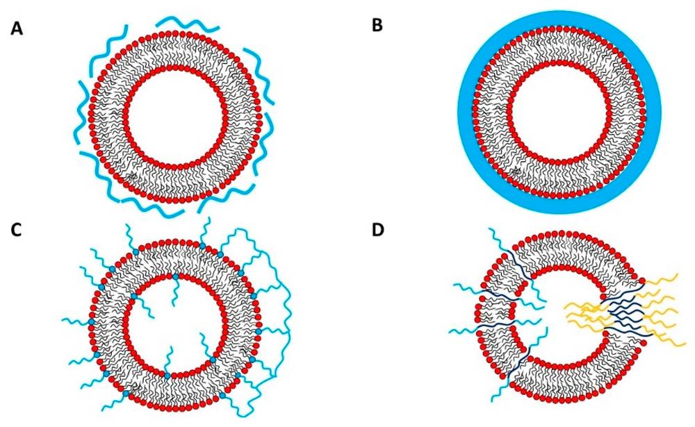 Polymer/liposome assembly. (Creative Biolabs Authorized)