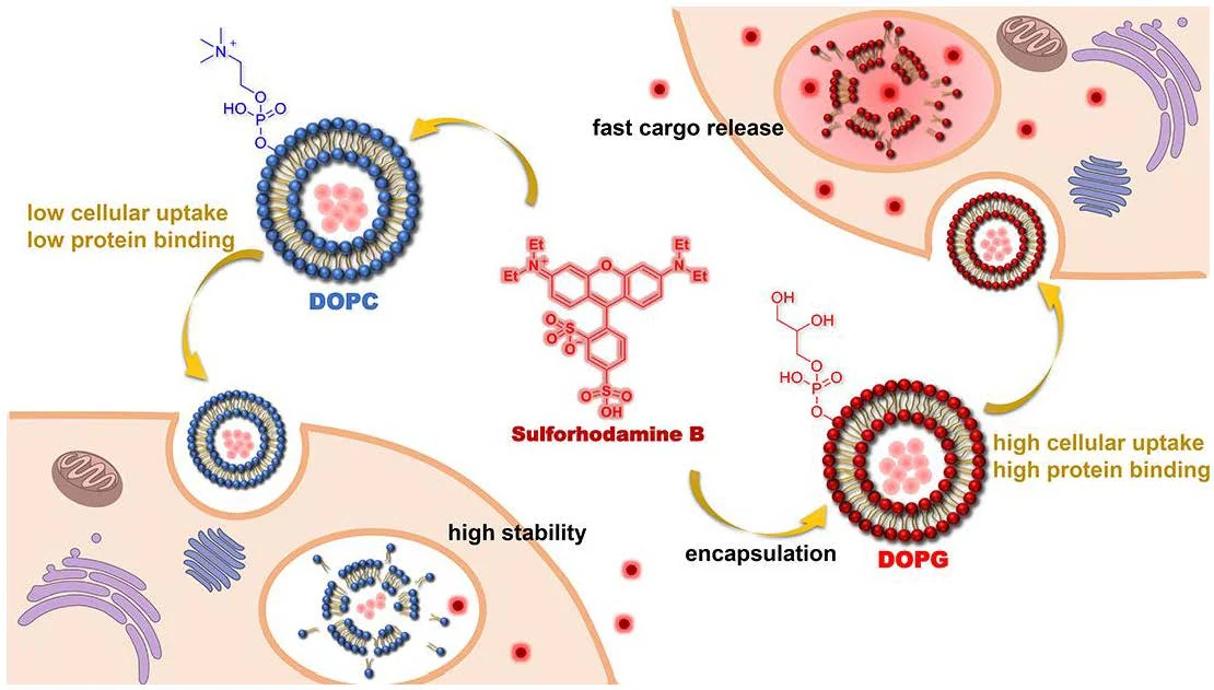 Functional liposome validation workflow linking uptake, localization, payload release, and formulation stability. Evaluating liposome stability and release kinetics. (OA Literature)