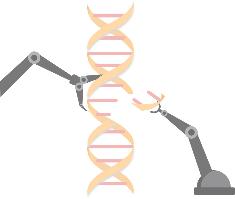 Fig.2 Liposomes for gene editing. (Creative Biolabs Original)
