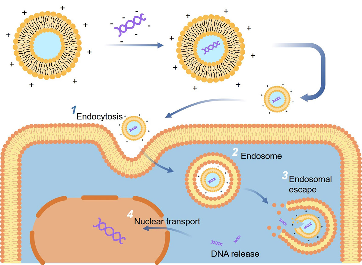 Fig.1 Liposome-mediated gene delivery. (Creative Biolabs Original)