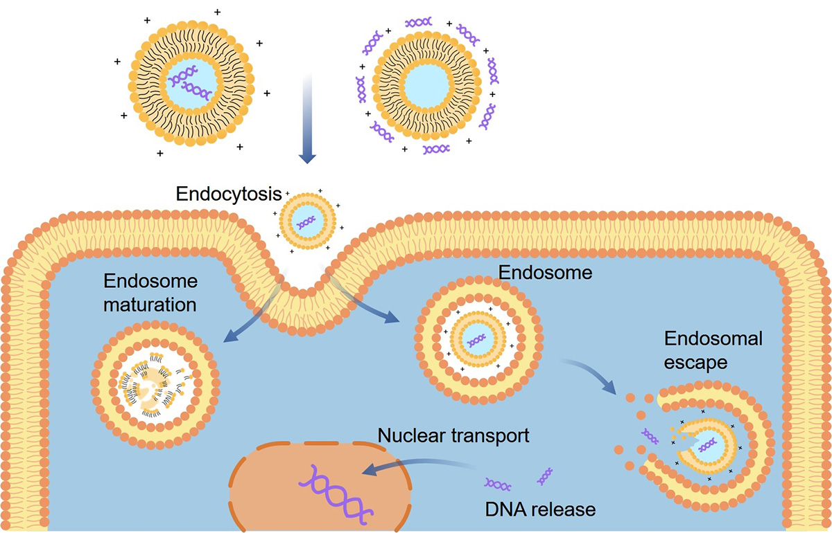Fig.2 The in vivo fate of genosomes. (Creative Biolabs Original)