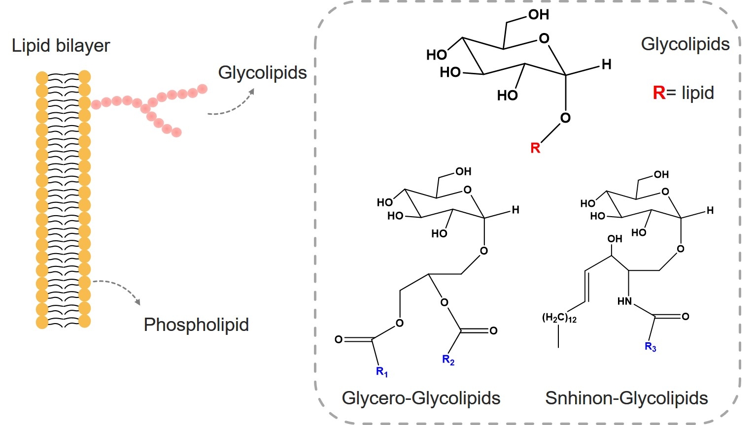 Fig.1 Structure of glycolipids. (Creative Biolabs Original)