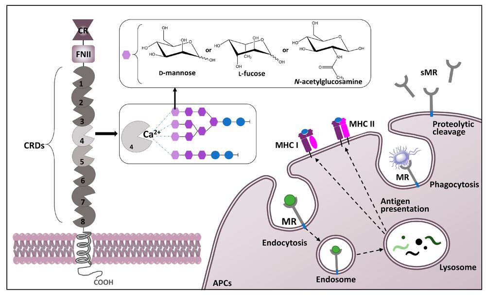 Structure of the MR and the overview of its cellular functions. (Creative Biolabs Authorized)