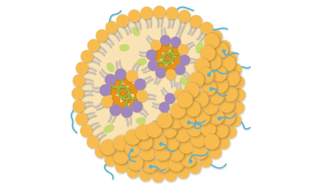 LNP Structure Illustration
