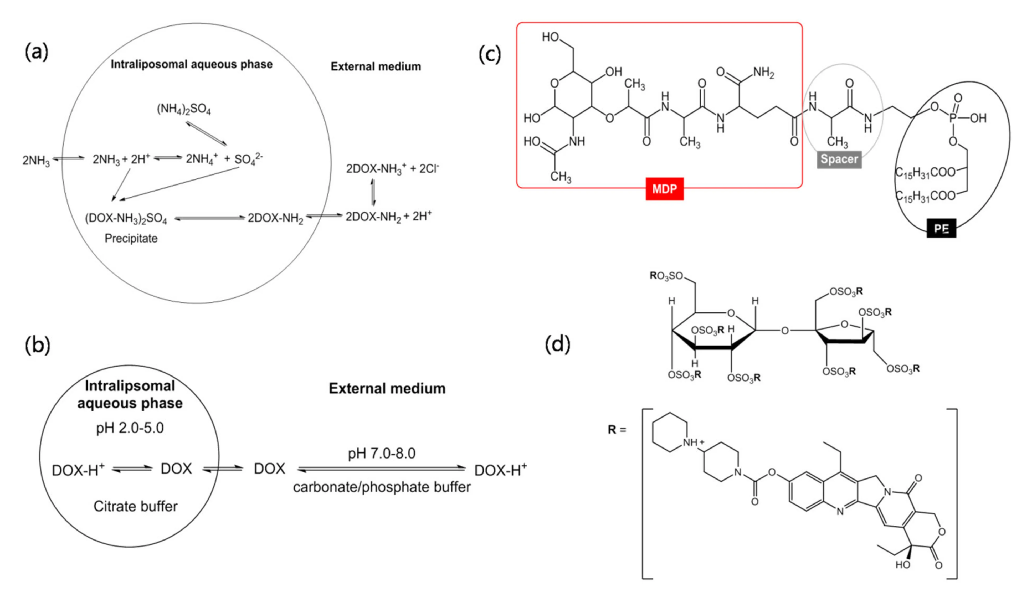 Different mechanisms of remote drug loading in liposomes. (Creative Biolabs Authorized)