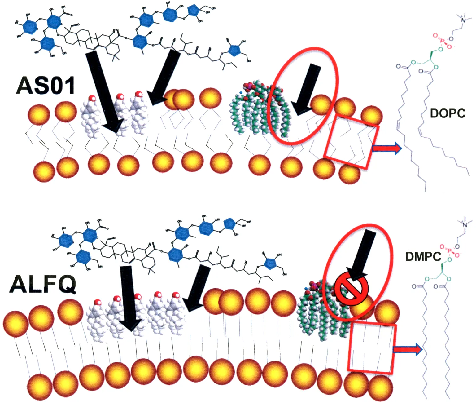 Different lipid compositions can shift both immune potency and safety of liposomal adjuvants.