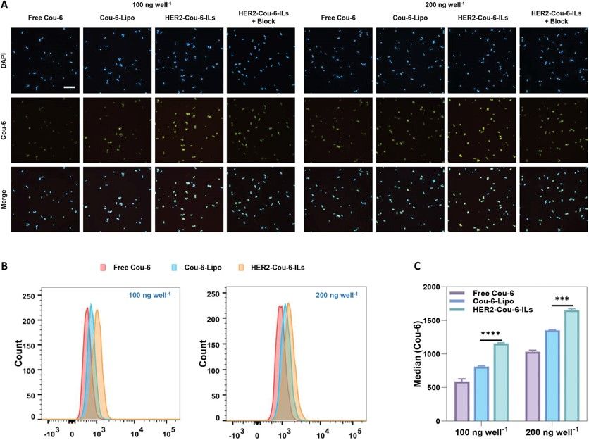 The incorporation of trastuzumab into liposomes successfully enhanced the internalization of HER2-Cou-6-ILs. (Feng, Xueqiong, et al., 2024)