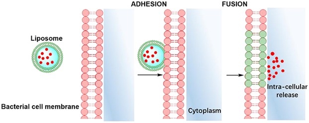 Fig.1 Similarity-mediated fusion of liposomes into bacterial cell membranes and release of antimicrobial cargo into a bacterium. (Wang, Da-Yuan, et al., 2020)