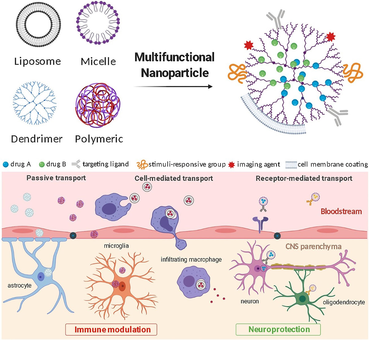 Fig.1 Multifunctional nanoparticles to deliver therapeutics to treat neuroinflammation. (Cerqueira, Susana R., Nagi G. Ayad, and Jae K. Lee, 2020)