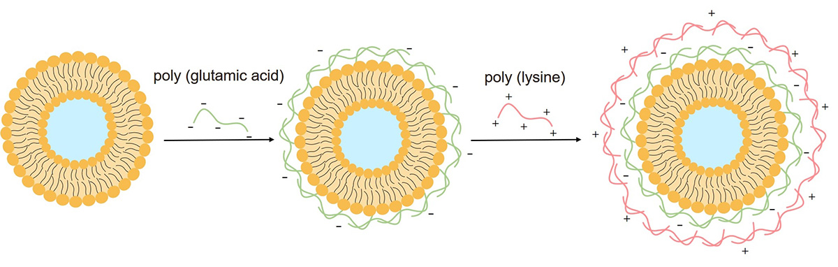 Fig.1 Schematic representation of layer-by-layer preparation of layersomes. (Creative Biolabs Original)