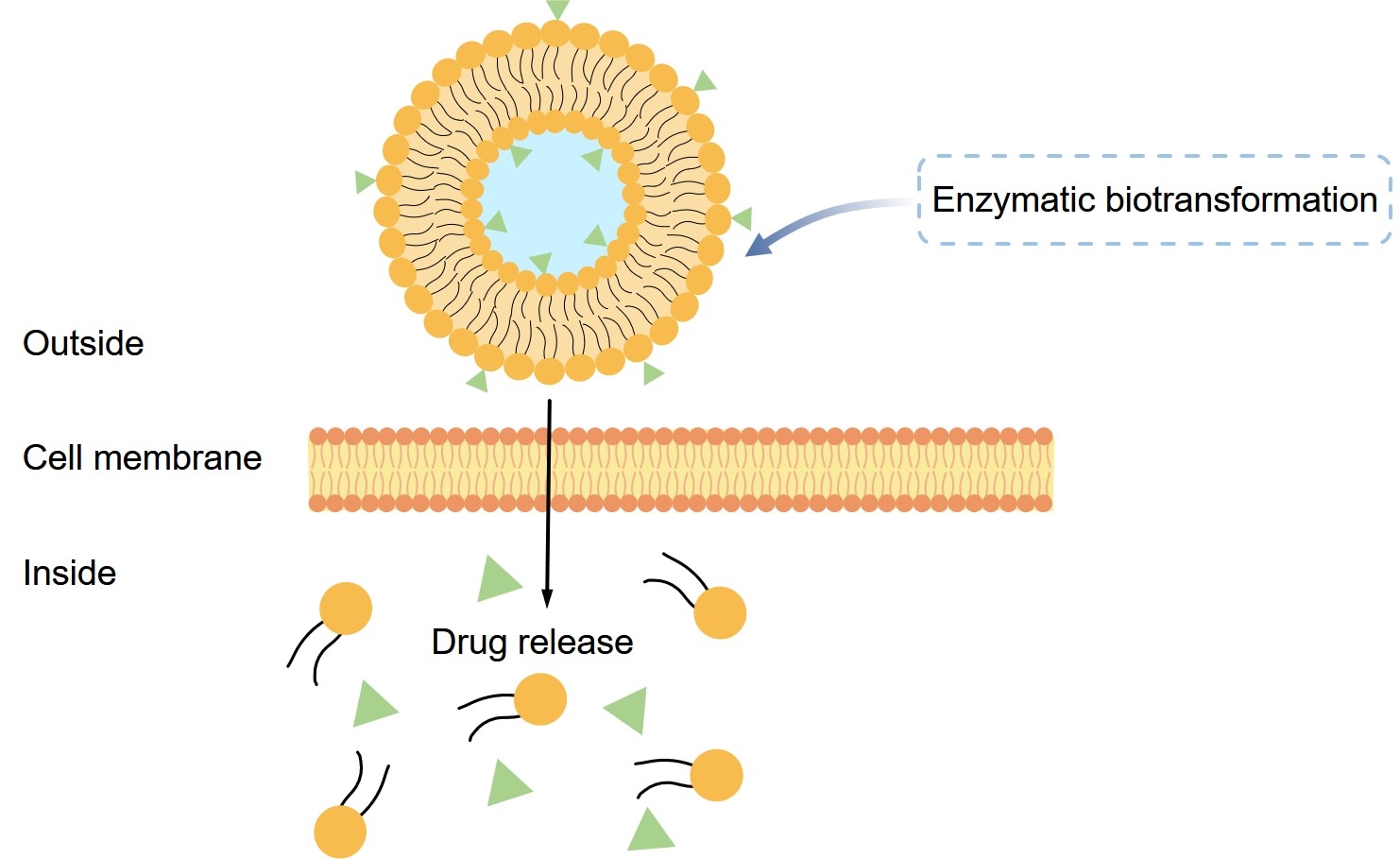 Fig.2 Drug release from lipid drug conjugates (LDC) nanoparticle. (Creative Biolabs Original)