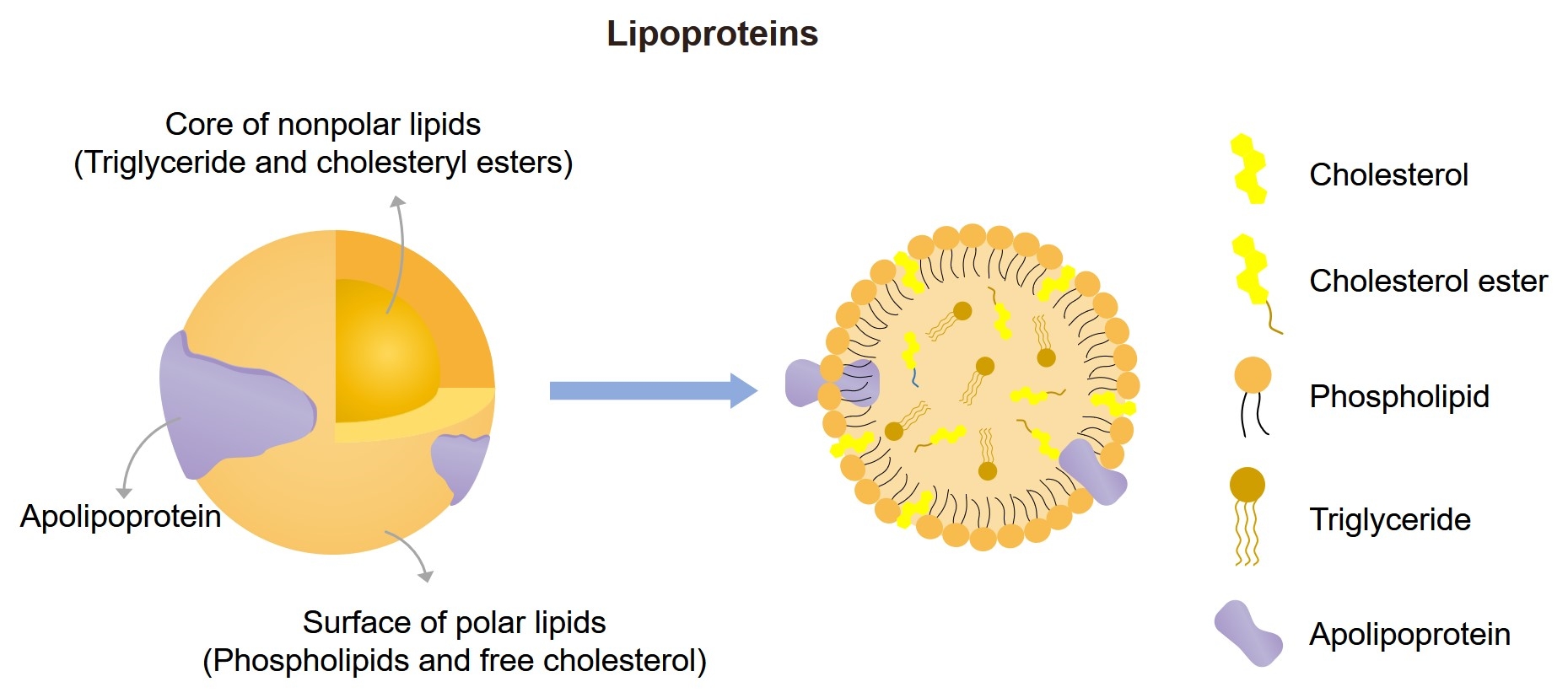 Fig.1 Schematic representation of a lipoprotein. (Creative Biolabs Original)