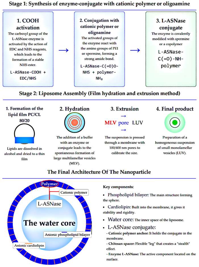 The process of preparing L-ASNase conjugates and their incorporation into liposomal formulations. (Creative Biolabs Authorized)