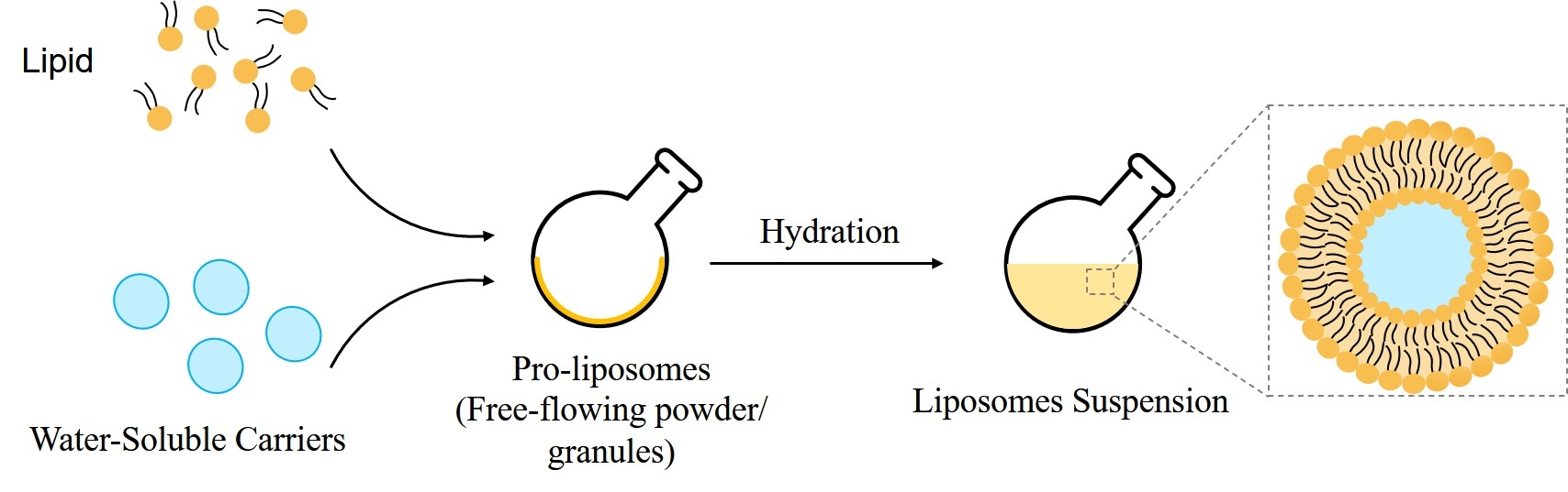 Fig.2 Mechanism of formation of liposomes from proliposome. (Creative Biolabs Original)