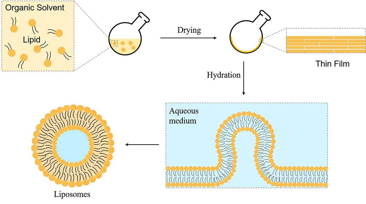 Fig.2 Schematic illustration of liposomes formation via self-assembly. (Creative Biolabs Original)