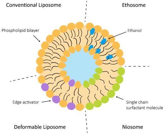 Fig. 1 Lipid-Based Carriers for Enhanced Dermal Drug Delivery. (Creative Biolabs Original)
