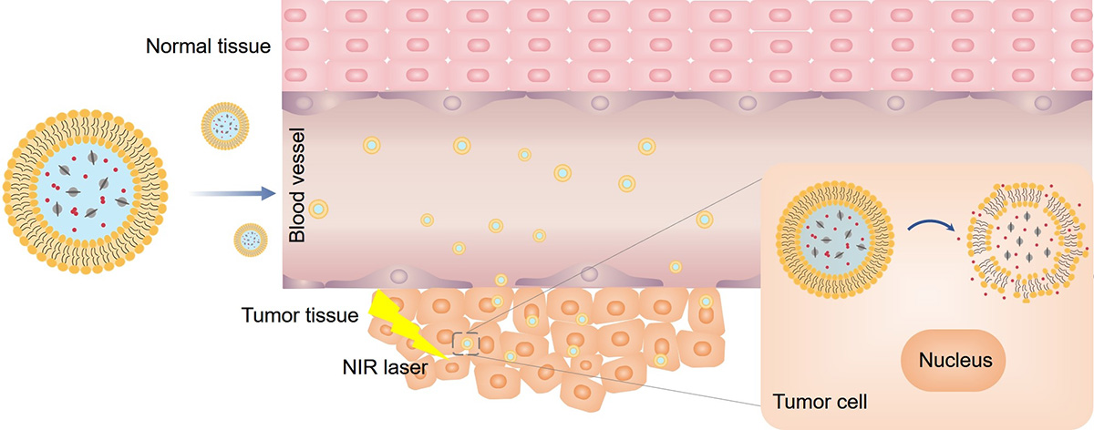 Fig.2 Schematic illustration of the nearinfrared (NIR)-triggered drug release from magnetic liposome of tumor in vivo. (Creative Biolabs Original)
