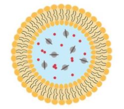 Fig. 4 Cationic Magnetoliposomes - Protocol. (Creative Biolabs Original)