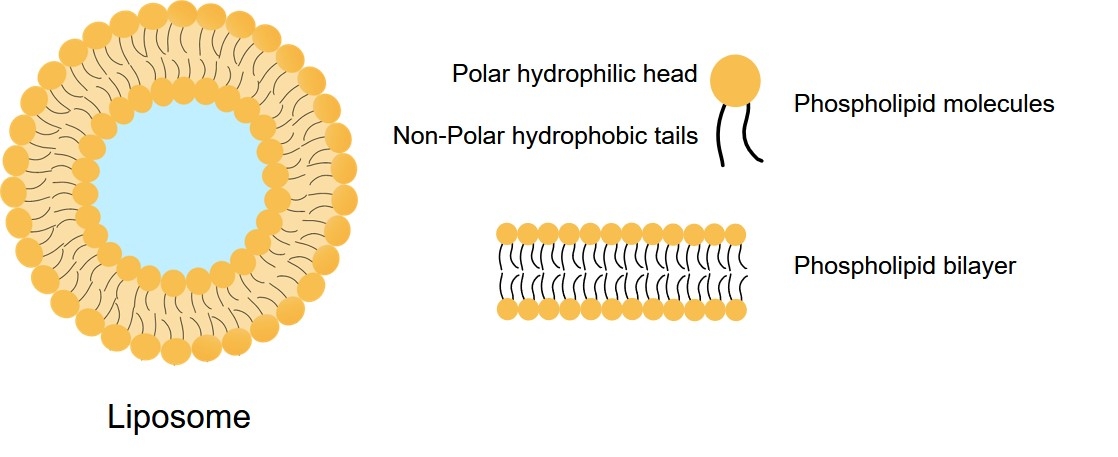 Fig.1 Schematic representation of a liposome. (Creative Biolabs Original)
