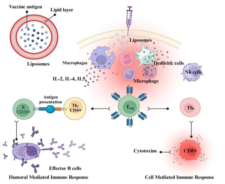 Mechanistic Insights into the Adjuvant Function of Liposomes (Creative Biolabs Authorized)