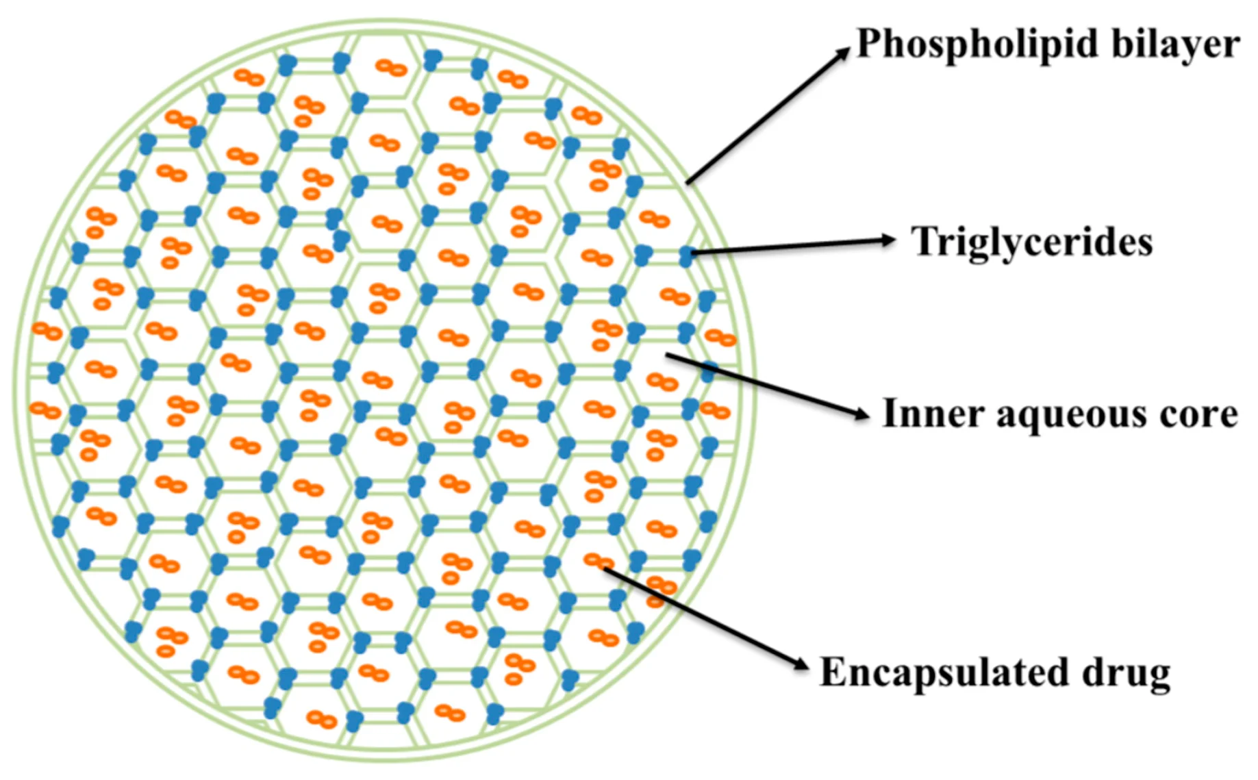 Multivesicular liposomes structure. (Creative Biolabs Authorized)