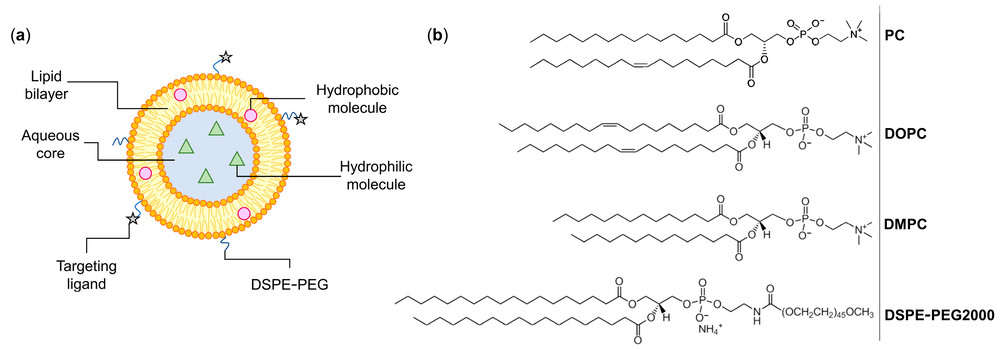Representative structure and lipid components relevant to neutral liposome development. (Creative Biolabs Authorized)